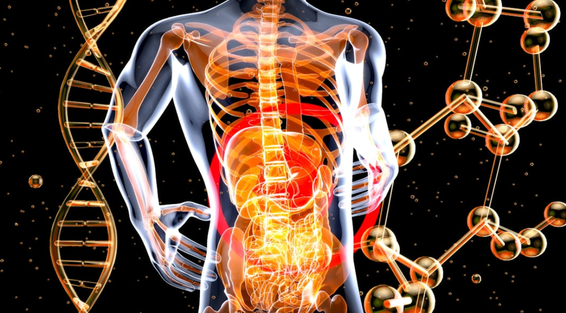 Gut health as the second brain and its connection to sleep digestion and longevity
